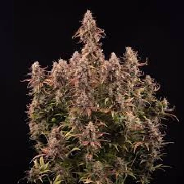 Насіння конопель Auto Apricot Feminiseed
